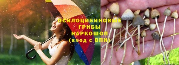 сатива Аркадак